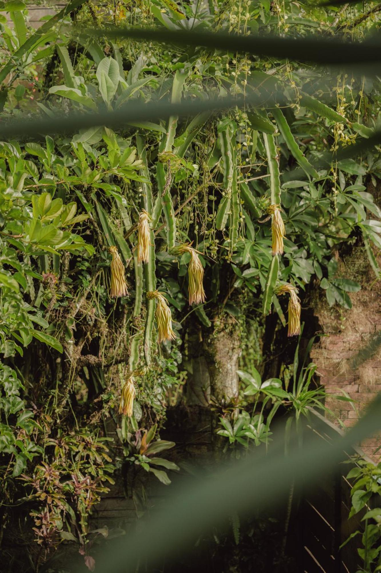 Villa Lumbung Ubud Exteriér fotografie